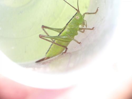 Réf. 276 579 : Conocephalus sp.
